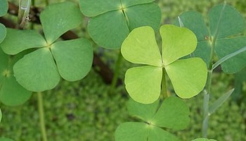 De magie van 40 worden - over het leven dat al begint bij 39